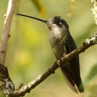 Ametyścik cienkodzioby - Eugenes fulgens - Magnificent Hummingbird