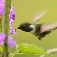 Rudaczek kryzowany - Selasphorus flammula - Volcano Hummingbird