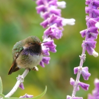 Rudaczek kryzowany - Selasphorus flammula - Volcano Hummingbird