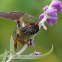 Rudaczek kryzowany - Selasphorus flammula - Volcano Hummingbird