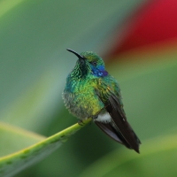 Uszatek zielony - Colibri thalassinus - Green Violetear