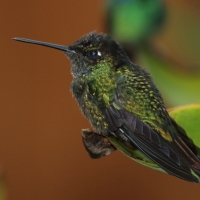Ametyścik cienkodzioby - Eugenes fulgens - Magnificent Hummingbird