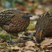 Przepiór brązowy - Odontophorus guttatus - Spotted Wood Quail