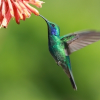 Uszatek zielony - Colibri thalassinus - Green Violetear