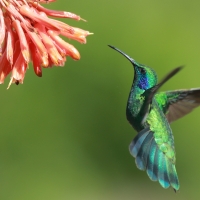 Uszatek zielony - Colibri thalassinus - Green Violetear