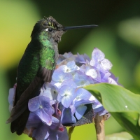 Ametyścik cienkodzioby - Eugenes fulgens - Magnificent Hummingbird