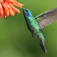 Uszatek zielony - Colibri thalassinus - Green Violetear