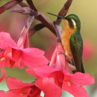 Malachicik białogardły - Lampornis castaneoventris - White-throated Mountain-gem