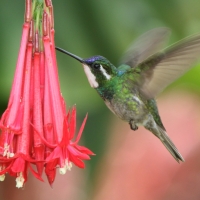 Malachicik białogardły - Lampornis castaneoventris - White-throated Mountain-gem