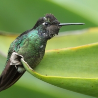 Ametyścik cienkodzioby - Eugenes fulgens - Magnificent Hummingbird