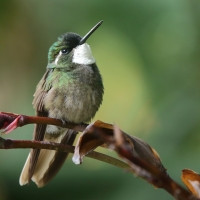 Malachicik białogardły - Lampornis castaneoventris - White-throated Mountain-gem