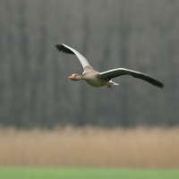Gęgawa - Anser anser - Greylag Goose