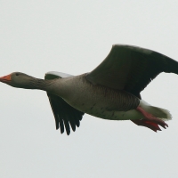 Gęgawa - Anser anser - Greylag Goose