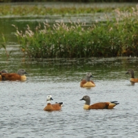 Kazarka szarogłowa - Tadorna cana - South African Shelduck