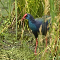 Modrzyk afrykański - Porphyrio p. madagascariensis - African Swamphen