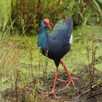 Modrzyk afrykański - Porphyrio p. madagascariensis - African Swamphen