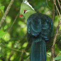 Turak ostroczuby - Tauraco livingstonii - Livingstone's Turaco