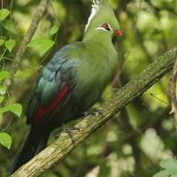 Turak ostroczuby - Tauraco livingstonii - Livingstone's Turaco