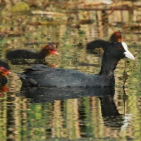 Łyska - Fulica atra - Common Coot