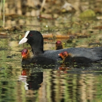Łyska - Fulica atra - Common Coot