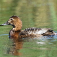 Głowienka - Aythya ferina - Common Pochard