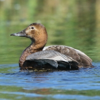 Głowienka - Aythya ferina - Common Pochard