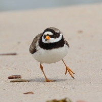Sieweczka obrożna - Charadrius hiaticula - Common Ringed Plover