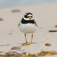 Sieweczka obrożna - Charadrius hiaticula - Common Ringed Plover