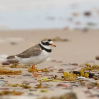 Sieweczka obrożna - Charadrius hiaticula - Common Ringed Plover