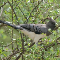 Hałaśnik białobrzuchy - Criniferoides leucogaster - White-bellied Go-away-bird