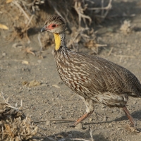 Szponiastonóg żółtogardły - Pternistis leucoscepus - Yellow-necked Spurfowl