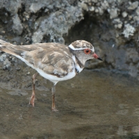 Sieweczka śniada - Charadrius tricollaris - Three-banded Plover