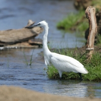 Czapla nadobna - Egretta garzetta - Little Egret