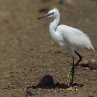 Czapla nadobna - Egretta garzetta - Little Egret