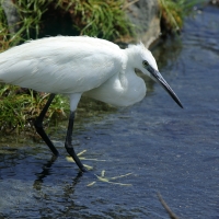 Czapla nadobna - Egretta garzetta - Little Egret