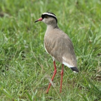 Czajka koroniasta - Vanellus coronatus - Crowned Lapwing