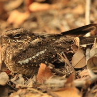 Lelek wysmukły - Caprimulgus clarus - Slender-tailed Nightjar