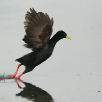 Kureczka czarna - Zapornia flavirostra - Black Crake