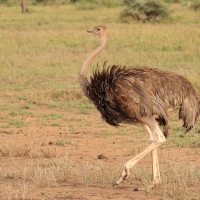 Struś czerwonoskóry - Struthio camelus - Common Ostrich