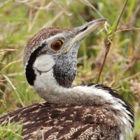 Dropik czarnobrzuchy - Lissotis melanogaster - Black-bellied Bustard
