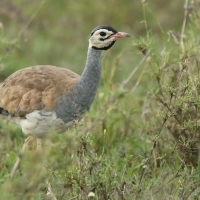 Dropik senegalski - Eupodotis senegalensis - White-bellied Bustard