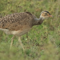 Dropik senegalski - Eupodotis senegalensis - White-bellied Bustard