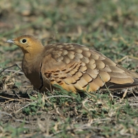 Stepówka brunatnobrzucha - Pterocles exustus - Chestnut-bellied Sandgrouse