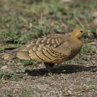 Stepówka brunatnobrzucha - Pterocles exustus - Chestnut-bellied Sandgrouse