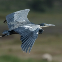 Czapla czarnogłowa - Ardea melanocephala - Black-headed Heron
