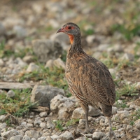 Szponiastonóg żółtogardły - Pternistis leucoscepus - Yellow-necked Spurfowl