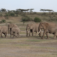 Słoń afrykański - Loxodonta africana -  African savanna elephant 