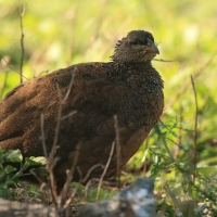 Szponiastonóg nadobny - Pternistis hildebrandti - Hildebrandt's Francolin
