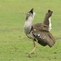Drop olbrzymi - Ardeotis kori - Kori Bustard