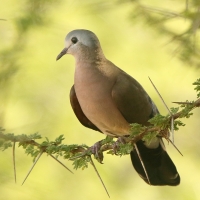 Turkaweczka zielonoplamkowa -Turtur chalcospilos -Emerald-spotted Wood Dove